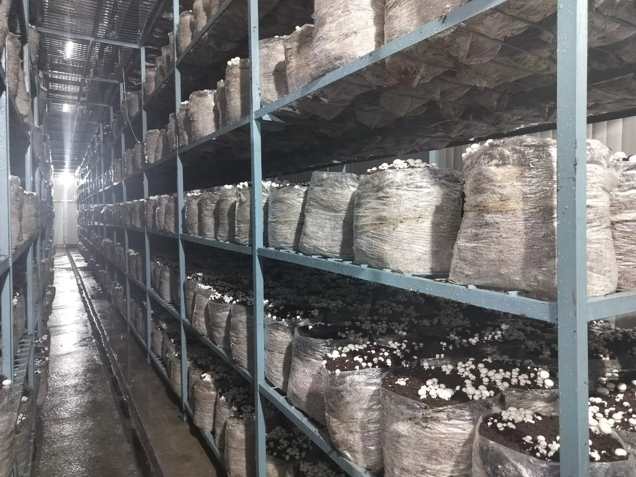Healthy mushrooms don't happen by chance. They grow when temperature, humidity, fresh air, and CO₂ are managed with precision throughout every stage of cultivation. Consistency begins with intelligent climate control.