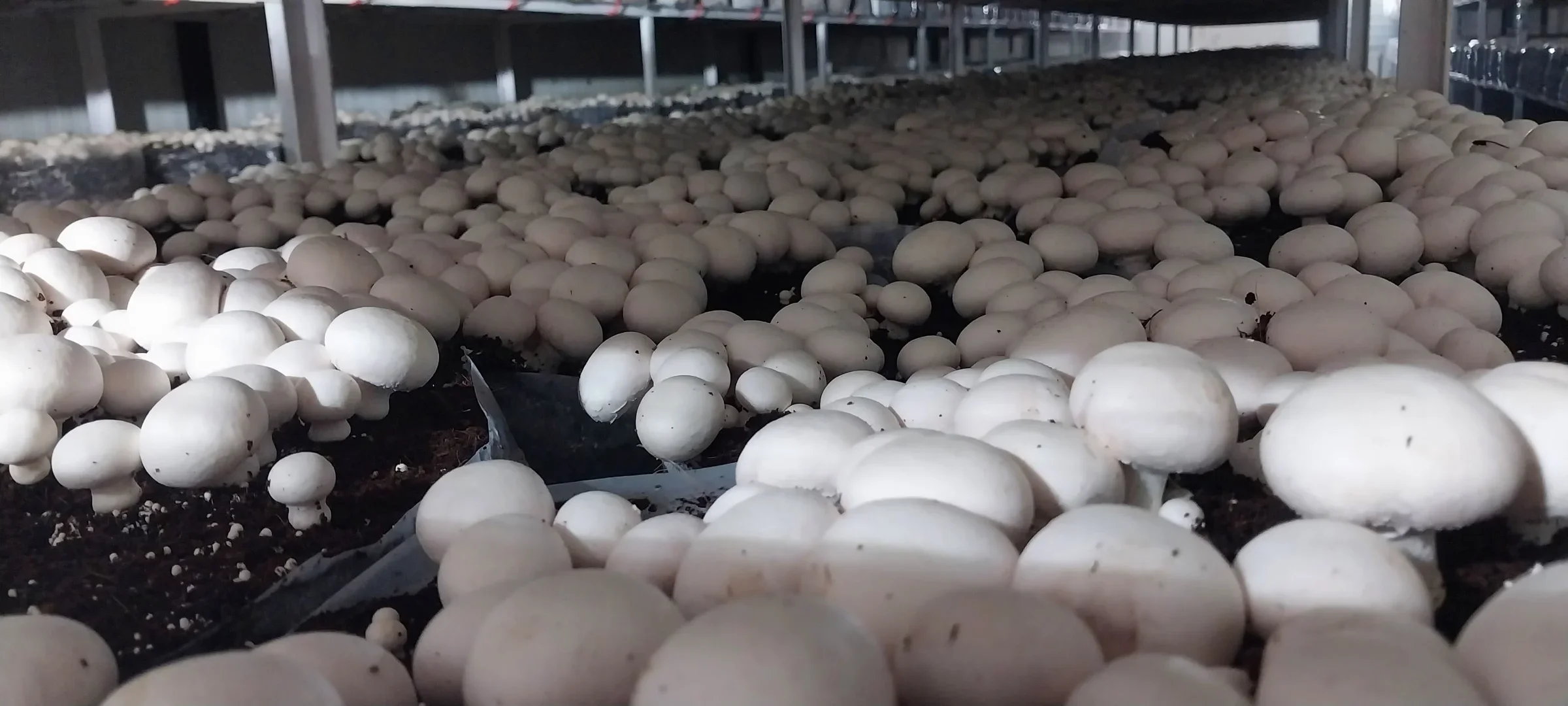 Commercial mushroom farming is no longer about constant manual adjustments. Smart climate automation continuously maintains the perfect environment, allowing growers to focus on better production instead of managing climate conditions.