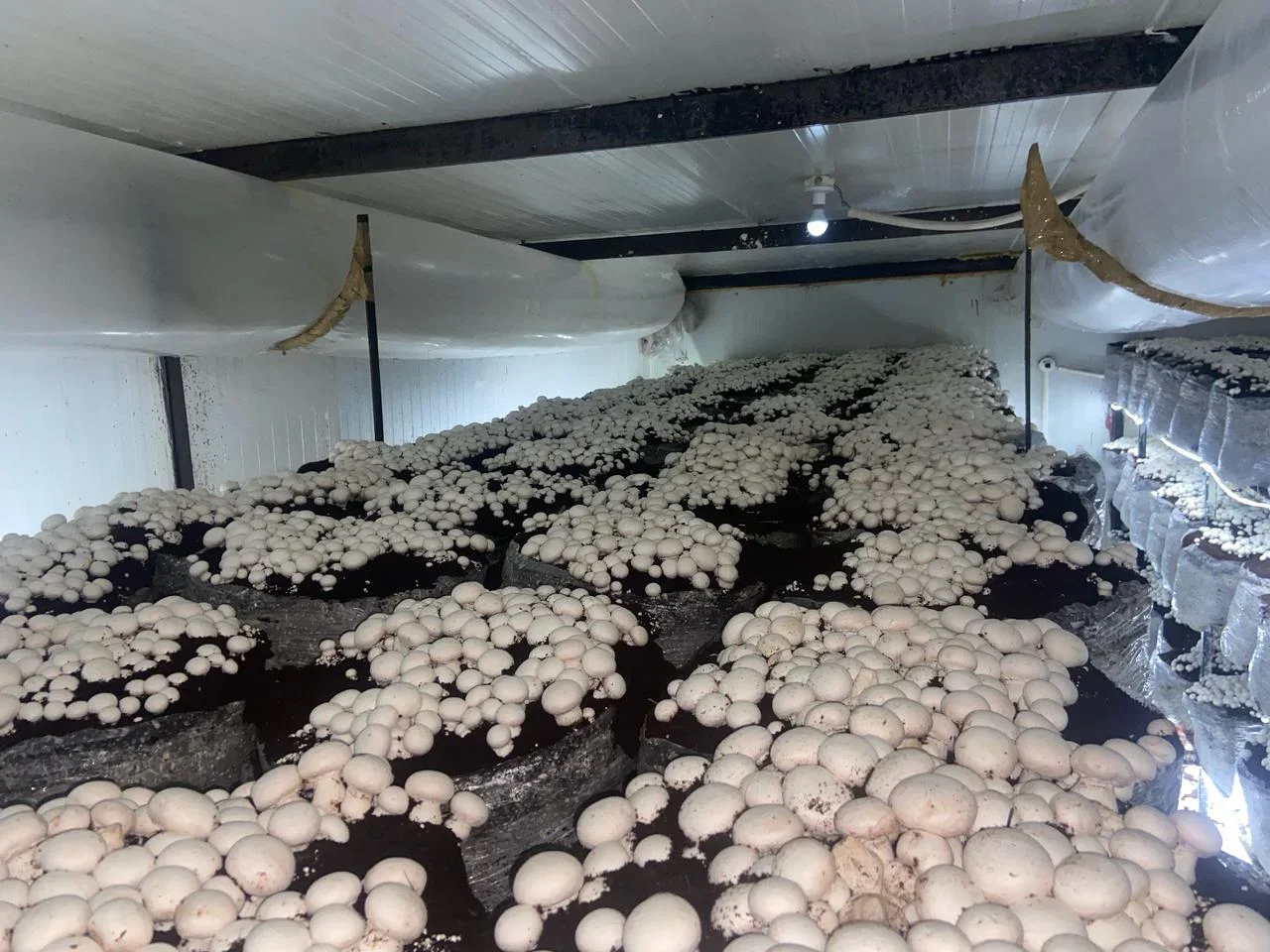 Uniform mushroom growth begins with precise climate management throughout every growing stage.