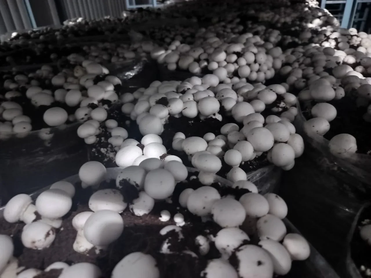 Commercial mushroom farming made smarter with automated climate control and remote monitoring.