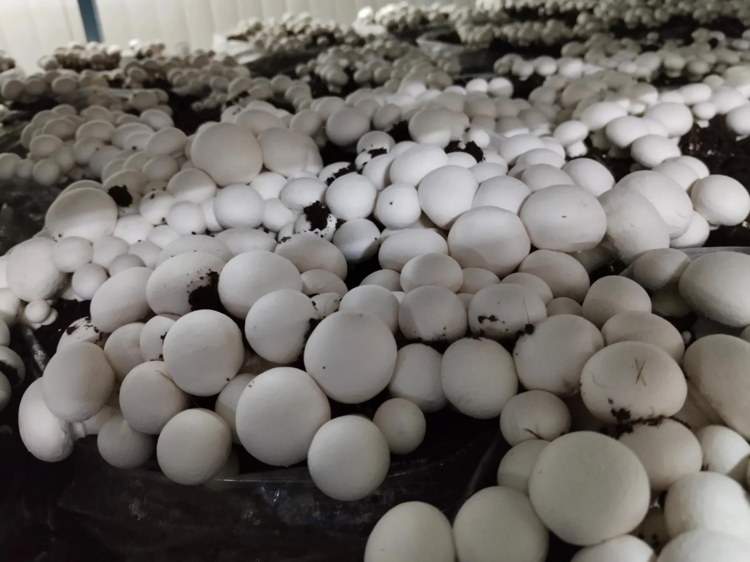 Every mushroom deserves the perfect growing environment. That's what automation delivers.