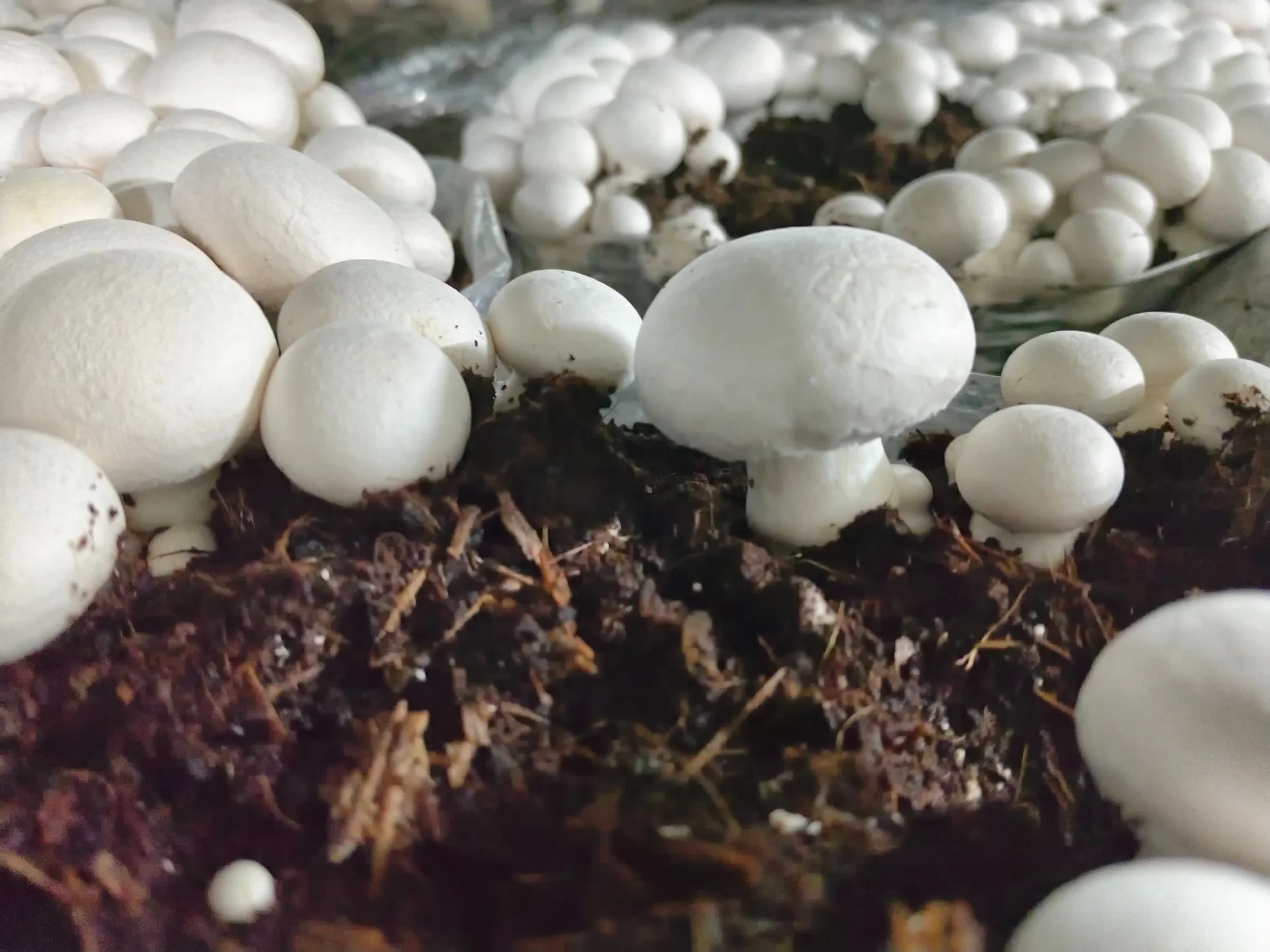 Every healthy mushroom starts with a perfectly controlled climate. When temperature, humidity, CO₂, and airflow stay balanced, every shelf grows stronger, more uniform, and more profitable. That's the power of intelligent mushroom climate automation